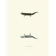 thumbnail image 2 of John Edwards Holbrook 15x18 Black Ornate Wood Framed Double Matted Museum Art Print Titled - Salamandra Talpoidea (1842), 2 of 5
