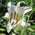thumbnail image 3 of Giant Tree Lily "Pretty Lady" Flowers - 3 Bulbs -Large White Blossoms- Attracts Butterflies & Bees - Sun & Shady, Perennial Plant, 3 of 5