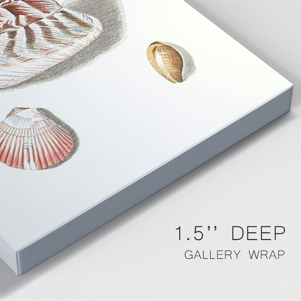 Pastel Knorr Shells VII Premium Gallery Wrapped Canvas - Ready to Hang