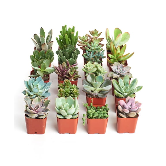 Home Botanicals Unique Succulent (Collection of 20)