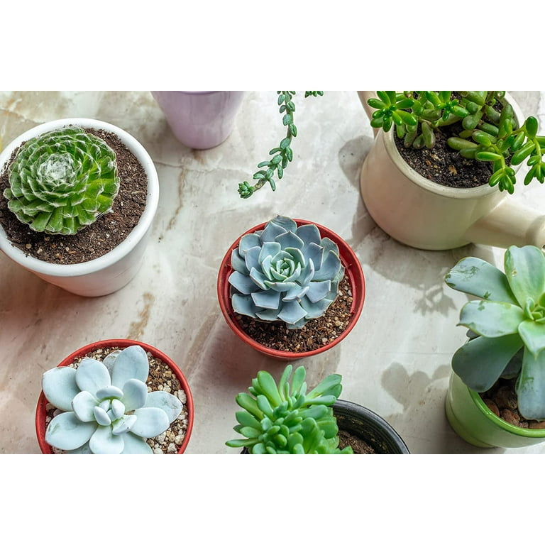 Succulent Potting Mix All Purpose Soil for Indoor Plants, 2.2 Quart Bag -  Walmart.com