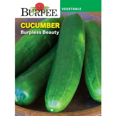 Burpee Burpless Beauty Cucumber Seeds - Non-GMO, Slicing Cucumber, Vegetable Gardening Seeds, 700mg , 1-Pack