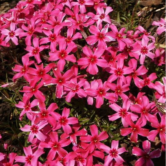 Scarlet Flame Phlox Seeds, 50 Count, Perennial Flower Seeds for Butterfly Garden