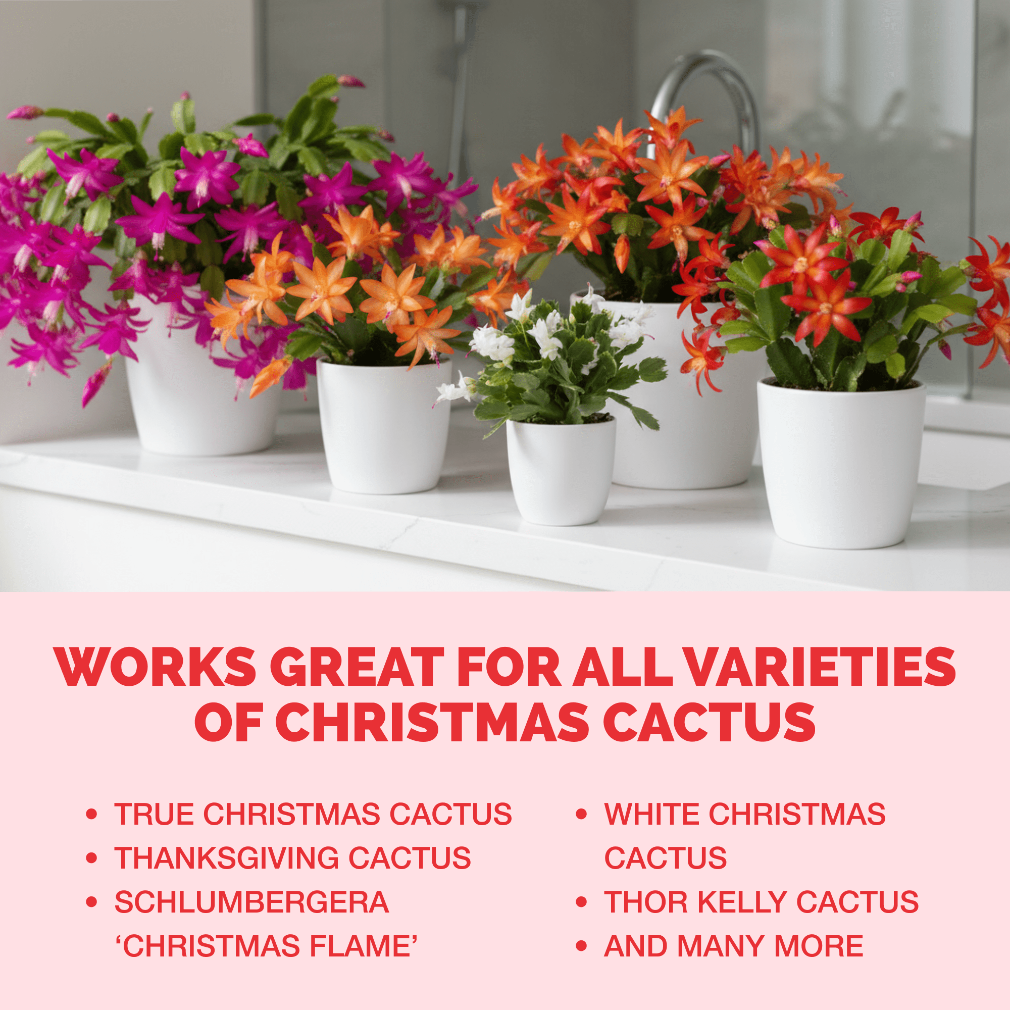 Christmas Cactus Fertilizer for All Christmas Cacti and Schlumbergera Cacti, Liquid Plant Food, 32 oz (1 Quart)