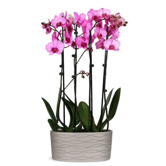 Just Add Ice 16-30" Watercolor Pink Premium Orchid Duo Live Plants in 10" Silver Ceramic Planter, House Plant