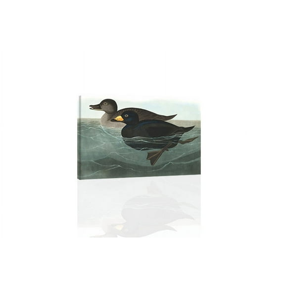 Audubon American Scoter Duck - Canvas OR Print Wall Art
