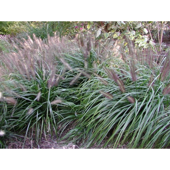 Black Moudry Fountain Grass Pennisetum 'Rubrum' in a 3.5"