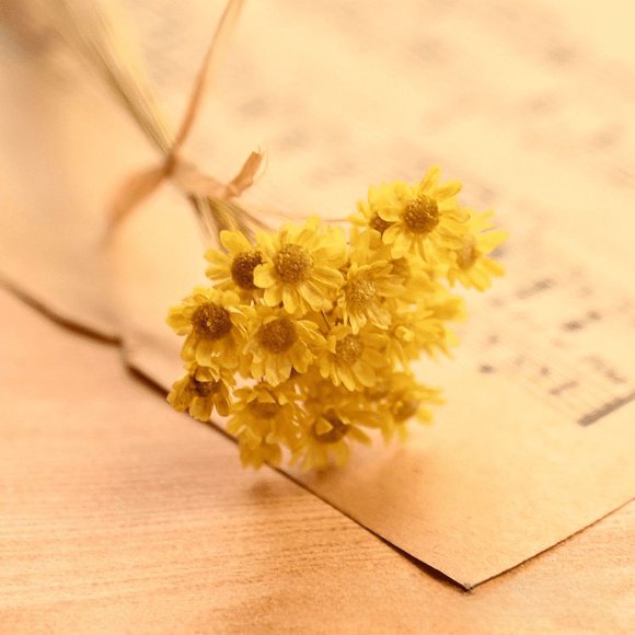 Mini crisantemo estrella, accesorios para disparar, flores secas, margaritas pequeñas, flores de estrella pequeñas, gelatina, lápiz labial, bola de cristal, flores de bricolaje