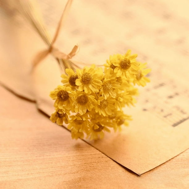 Mini crisantemo estrella, accesorios para disparar, flores secas, margaritas pequeñas, flores de estrella pequeñas, gelatina, lápiz labial, bola de cristal, flores de bricolaje