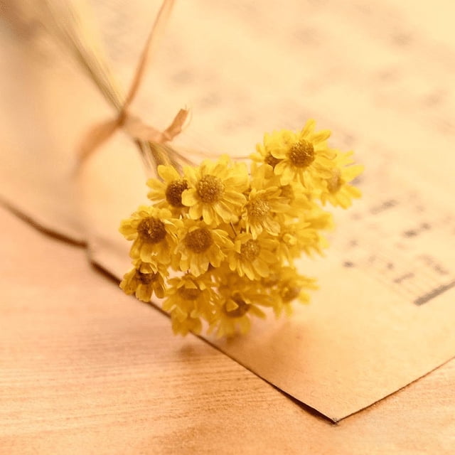Mini crisantemo estrella, accesorios para disparar, flores secas, margaritas pequeñas, flores de estrella pequeñas, gelatina, lápiz labial, bola de cristal, flores de bricolaje