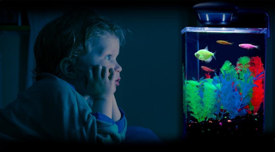 live glofish walmart