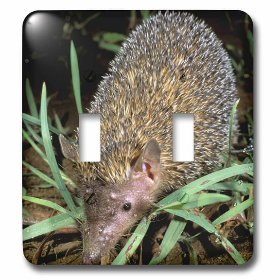 3dRose, Madagascar, Ankarana, Greater Hedgehog tenrec wildlife-AF24 POX0057 - Pete Oxford, double toggle switch