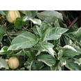 thumbnail image 3 of Pink Variegated Eureka Lemon Tree - 5"-Pot-No Shipping to Tx, Fl, Az, Ca, La, Hi, 3 of 4