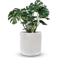 thumbnail image 2 of Maceta Cilindro Barro Loza 20.32 cm blanco Elly Decor terracottacl, 2 of 4