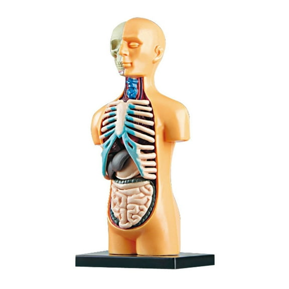 Human Body Model Study Tools for Medical Student Educational Laboratory Kits Teaching Tools