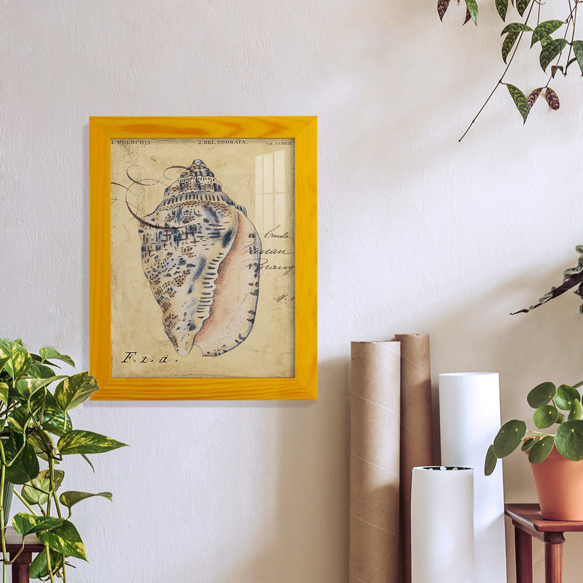 Seashell Ephemera I - Framed Print w/glass - Sunflower Yellow