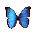 thumbnail image 2 of Blue Morpho Butterfly Morpho Wall Decal by Wallmonkeys Peel and Stick Graphic (24 in W x 17 in H) WM268068, 2 of 4
