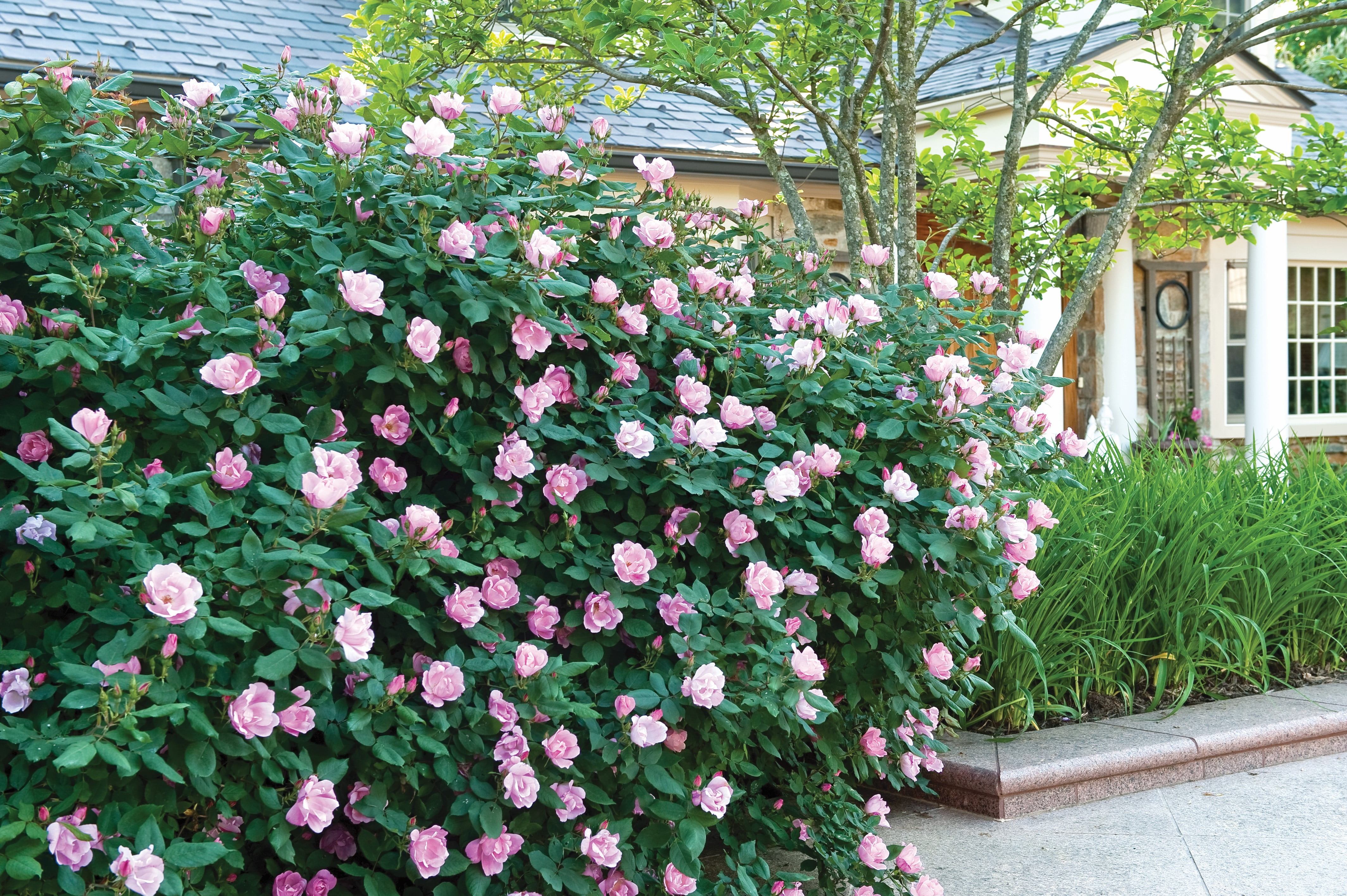 Knock Out Roses Blushing Knock Out Rose 2 Gallon (Rosa) Light Pink Flowers Are Disease Resistant Live Outdoor Plant