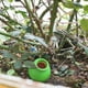 thumbnail image 3 of Billuyoard 4 unids/set de cerámica no tóxica para riego de plantas, hecha incluso con goteo, sin daños a las raíces, durabilidad Jardín y Patio, 3 of 6