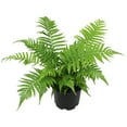 thumbnail image 3 of Altman Plants 1Gal Southern Wood Fern Live Plant, 3 of 7
