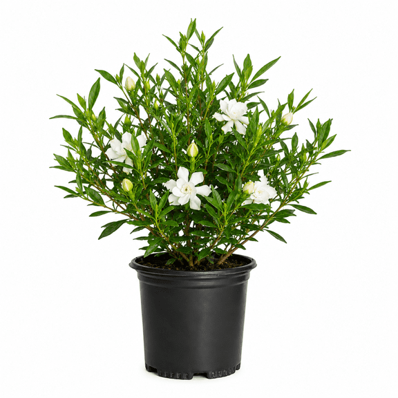 Expert Gardener Frost Proof Gardenia Bush (2.5 Quart) Blooming Evergreen Shrub with Fragrant White Flowers