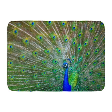 - LADDKE Blue Bold Male Peacock Spreading Feathers Green Nature Artistic Doormat Floor Rug Bath Mat 23.6x15.7 inch