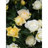 Drift Popcorn Rose Live Shrub (2 Gallon) - Walmart.com