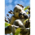 thumbnail image 2 of Looney, Hollice 11x14 White Modern Wood Framed Museum Art Print Titled - Asia-China-Tacheng-Young Yunnan Black Snub-Nosed Monkey, 2 of 4