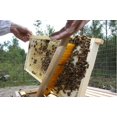 thumbnail image 2 of Little Giant Farm & Ag BKBR14 Soft Bristles Bee Guards, 2 of 4