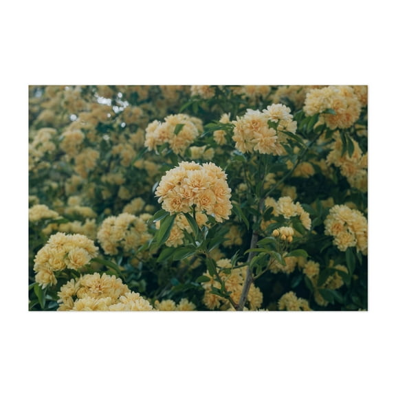 LADY BANKS CLIMBING ROSE - Photography Flowers Botanical Floral Nature Scenic Summer Garden Unframed Wall Art Print 4 x 6 inches