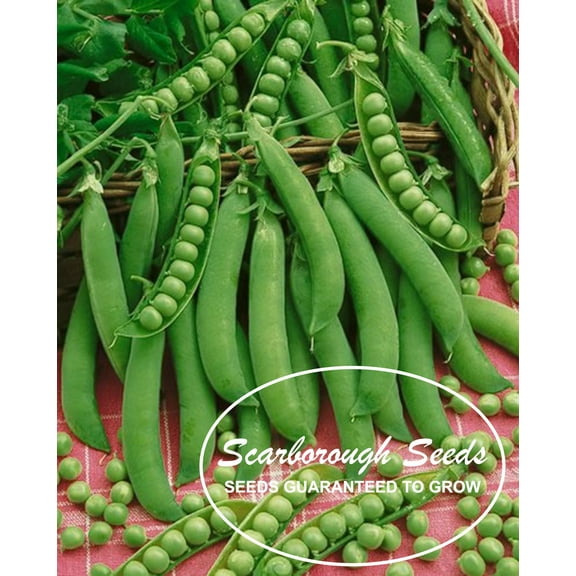SCARBOROUGH SEEDS LINCOLN PEAS, 25 SEED HEIRLOOM NON GMO USA