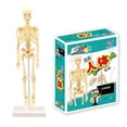 thumbnail image 1 of Human Body Model Skeleton Simple Assembly Learning Tool Kit Anatomy Model Display STEM Gift Teaching Supplies, 1 of 6