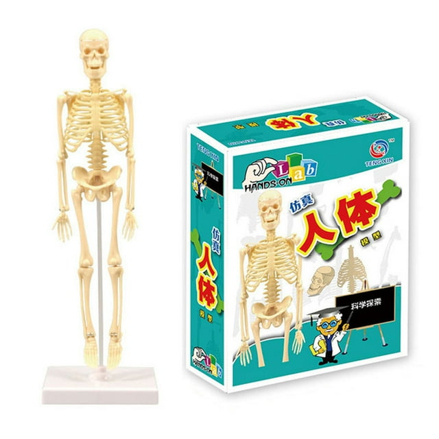 Human Body Model Skeleton Simple Assembly Learning Tool Kit Anatomy Model Display STEM Gift Teaching Supplies
