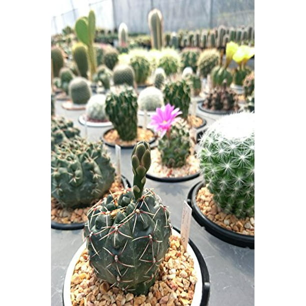 Cactus Assortment (Grower�s Select) (State Restrictions