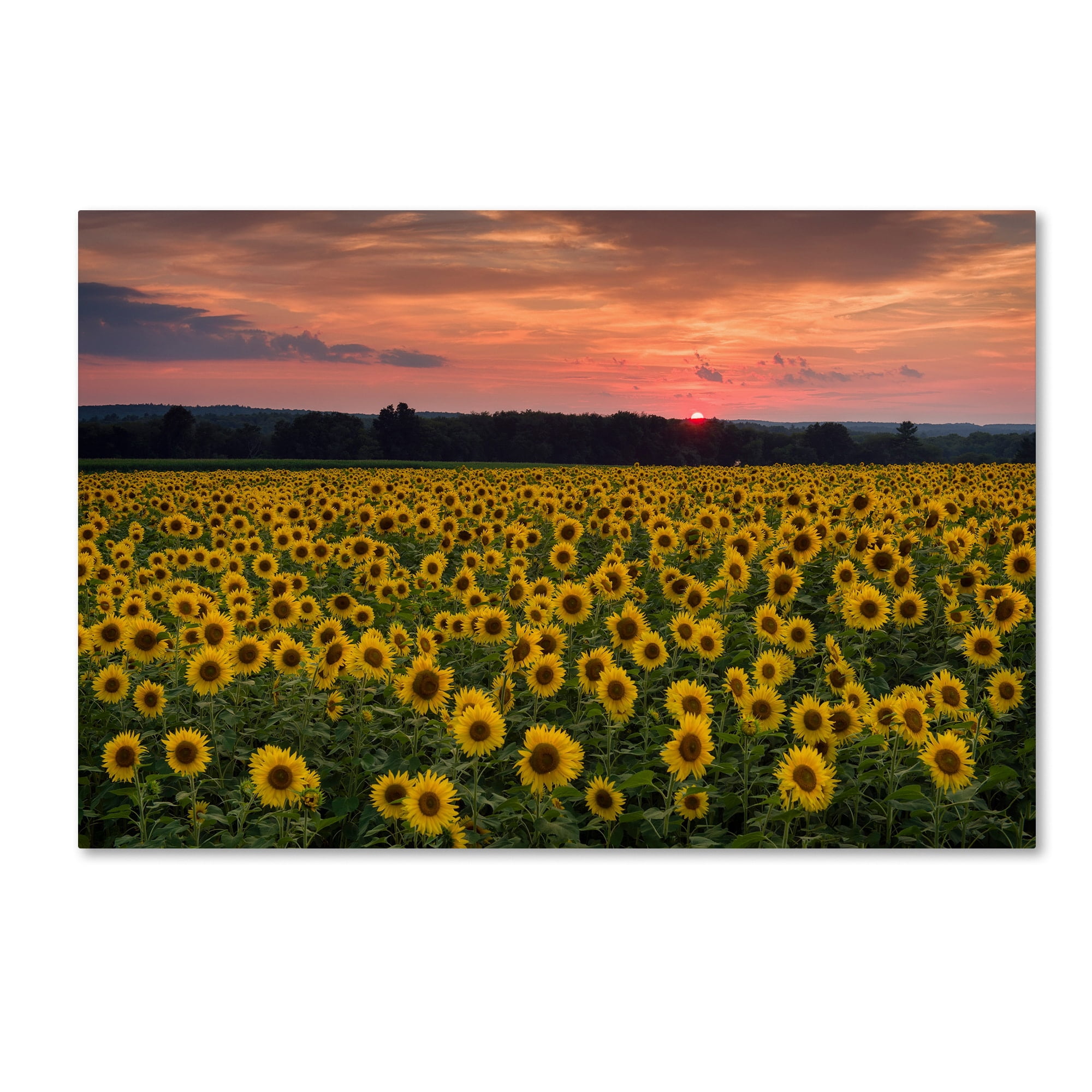 Trademark Fine Art "Sunflower Taps" Canvas Art by Michael Blanchette Photography