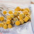 thumbnail image 3 of 40pcs Dried Craspedia Flowers Dried Billy Button Balls Flowers,dried Flower Bouquet For Arrangement, 3 of 4