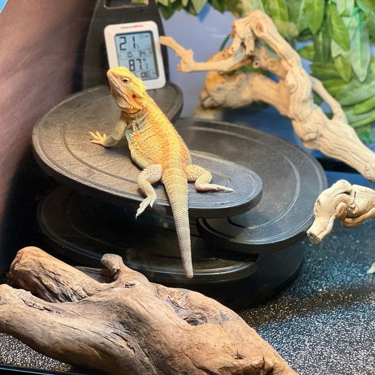 Bearded Dragon Climbing & Basking Lounge - Rounded