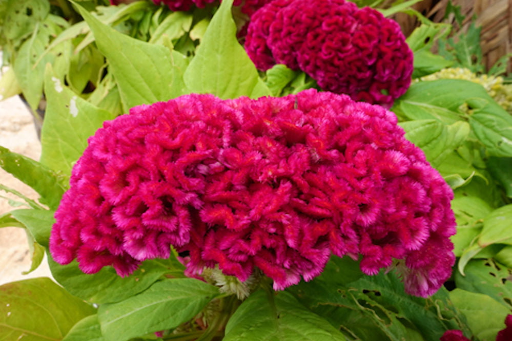 100pcs Cockscomb Celosia Crested Seeds Mix Color Flower Easy Growing Large Bloom