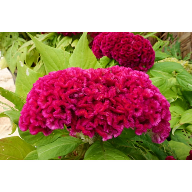 Flower Seeds - Plumed Cockscomb -50 Seeds- Celosia argentea Var cristata -50 Tiny Seeds -Red Annual Flower -Annual Bedding Plant-Serendipity Seeds