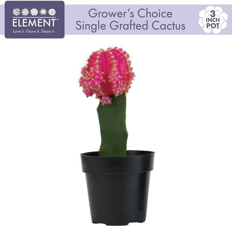 san pedro cactus flower San Pedro Cactus