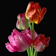 thumbnail image 3 of Reynolds, Richard 20x20 Black Modern Framed Museum Art Print Titled - Parrot Tulips 2, 3 of 5