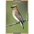 thumbnail image 3 of Cedar Waxwing, Framed Art Print Wall Art Sold by Art.Com, 3 of 6