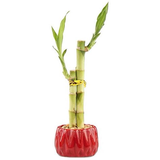 6Inch Live Lucky Bamboo "Love" Two Stalk Arrangement with Round Red
