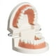 thumbnail image 3 of Modelo de dientes estándar, modelo de cepillado dental para niños, suministros para el estudio de los dientes, demostración de tipodonte estándar para adultos, 3 of 5
