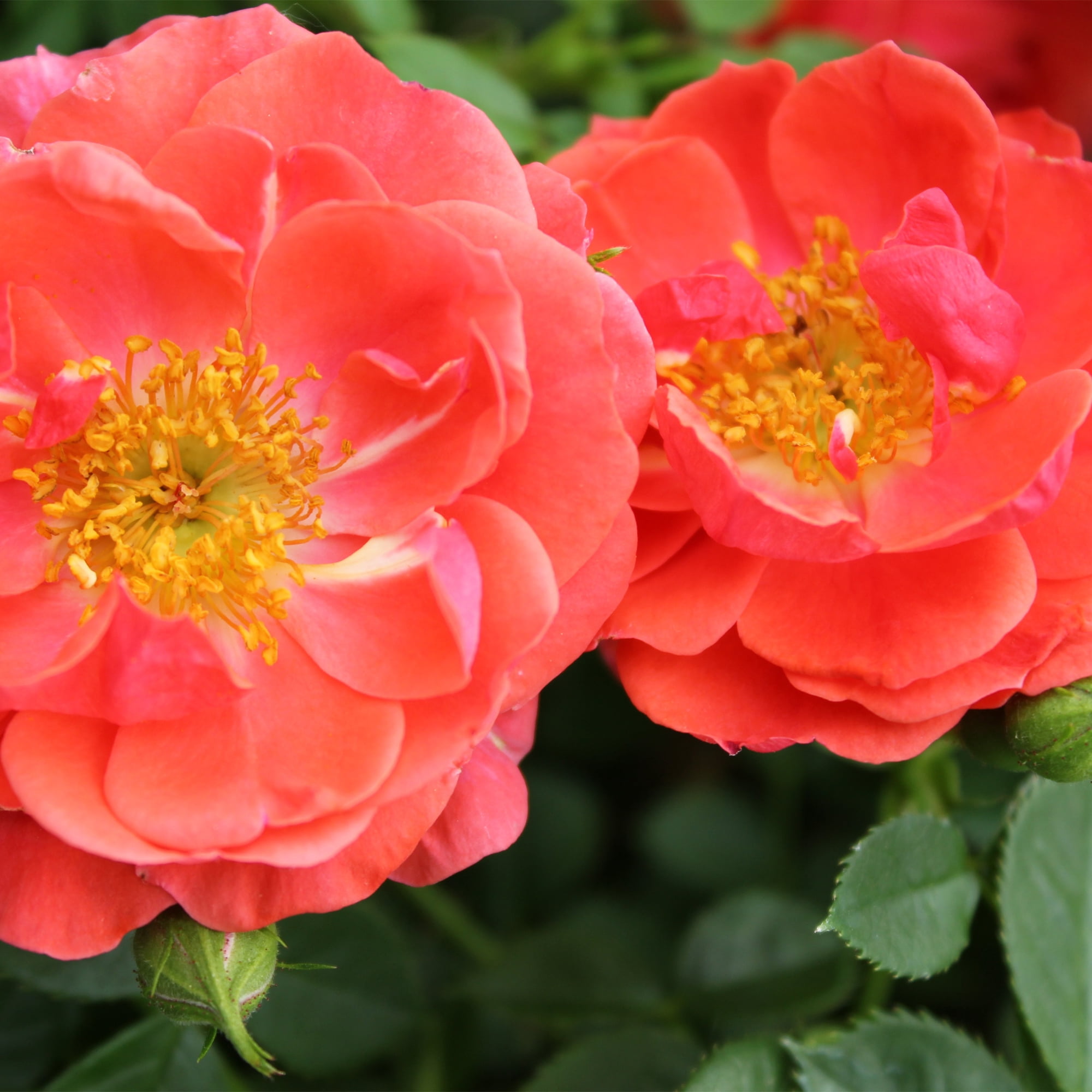Proven Winners ColorChoice Oso Easy Mango Salsa Rose Live Shrub (2 Gallon)