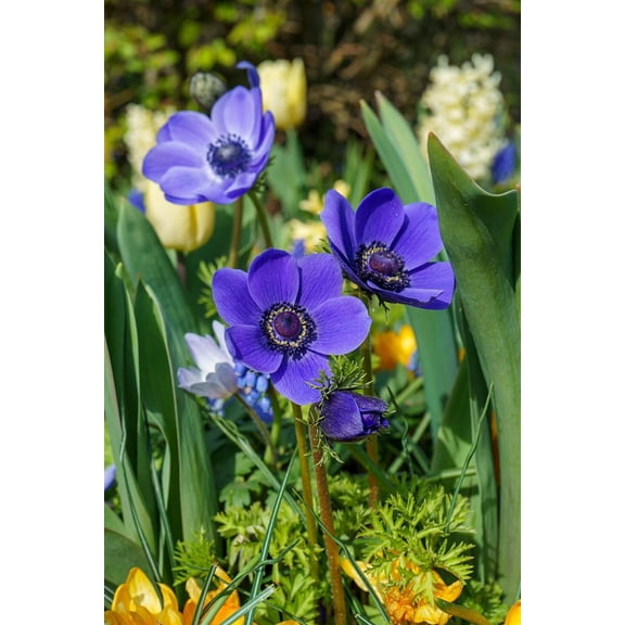 Mr. Fokker Poppy Anemone - Windflowers - 15 Bulbs - 8/  cm