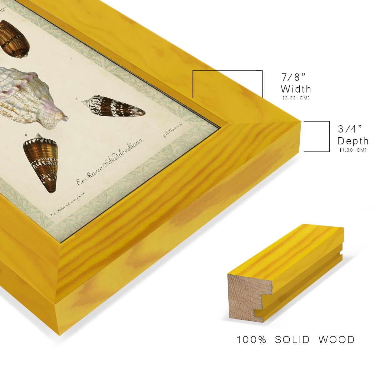 Bookplate Shells IV - Framed Print w/glass - Sunflower Yellow