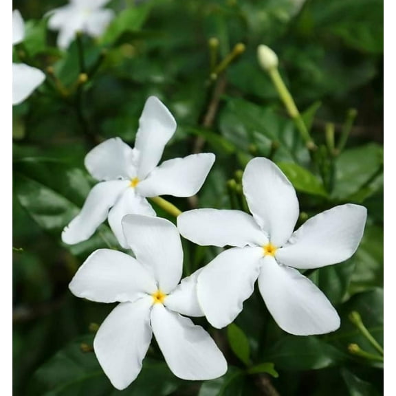 Jasmine - Nandyarvattai/ Nandhivardhanam/ Pinwheel Plant