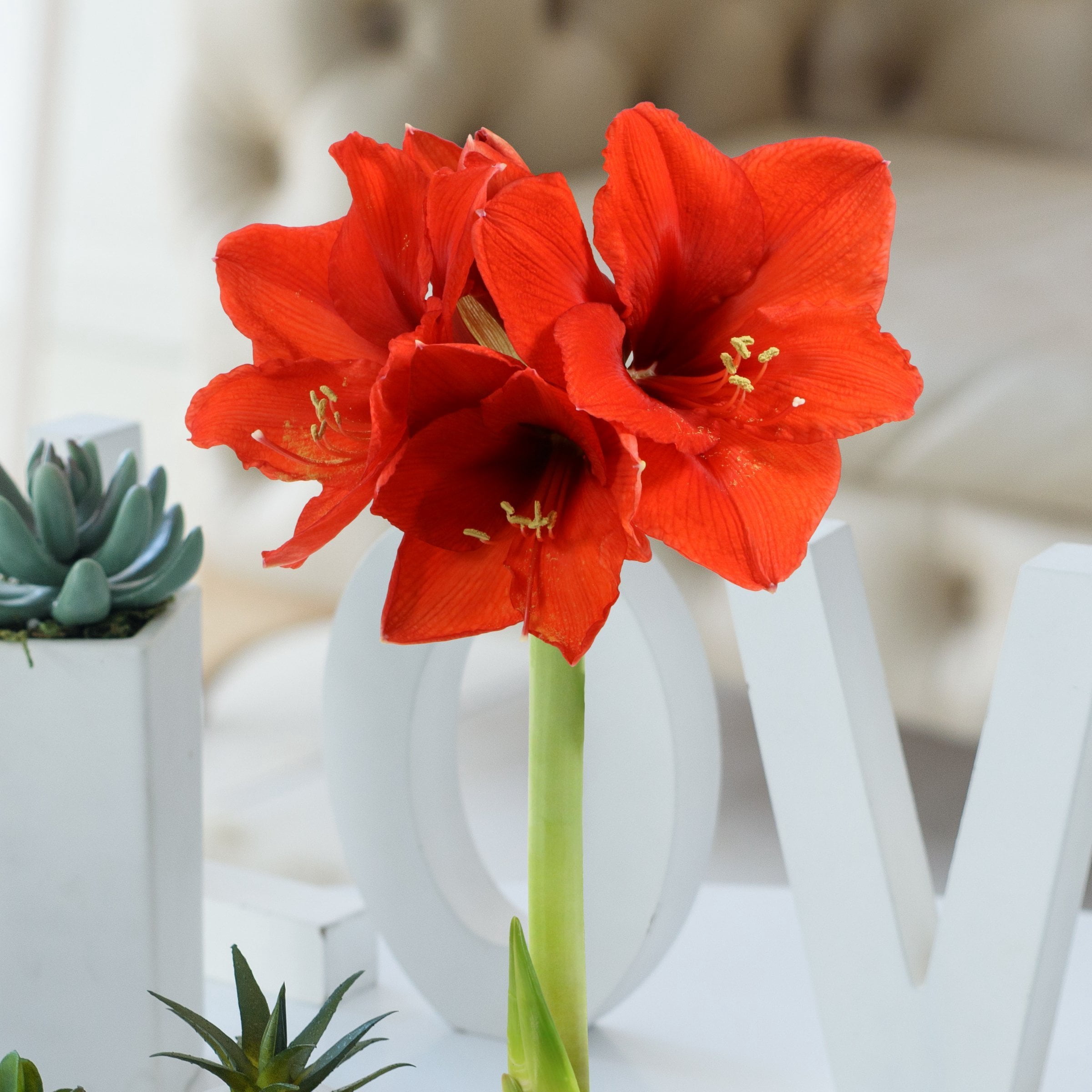 Live Ornamental/Decor Gold Waxed Amaryllis with Red Blooms with Indirect Sun- 1 Piece