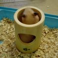 thumbnail image 3 of 2/4 Holes Pet Hamster Squirrel Bamboo Straight Through Tunnel Playground Toy, 3 of 8